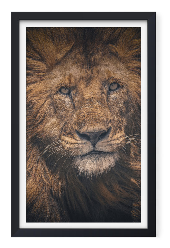 Portrait of Lion 1