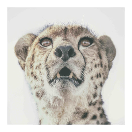 Malaika. Cheetah. Africa