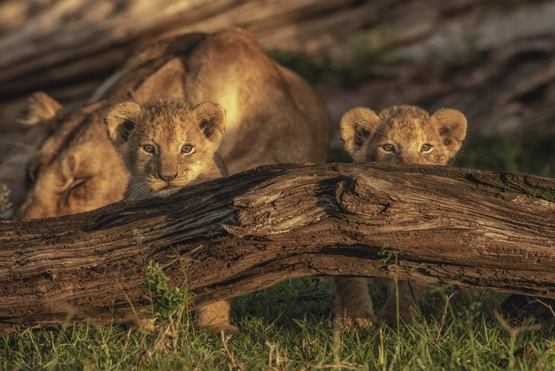 Babies of Africa – Image 2