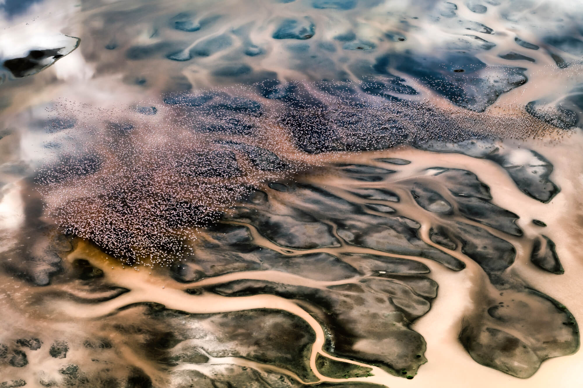 Flight of flamingos. Africa – Image 2
