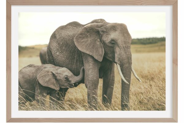 Complicity and love. Masai Mara. Kenya 05