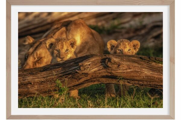 Babies of Africa