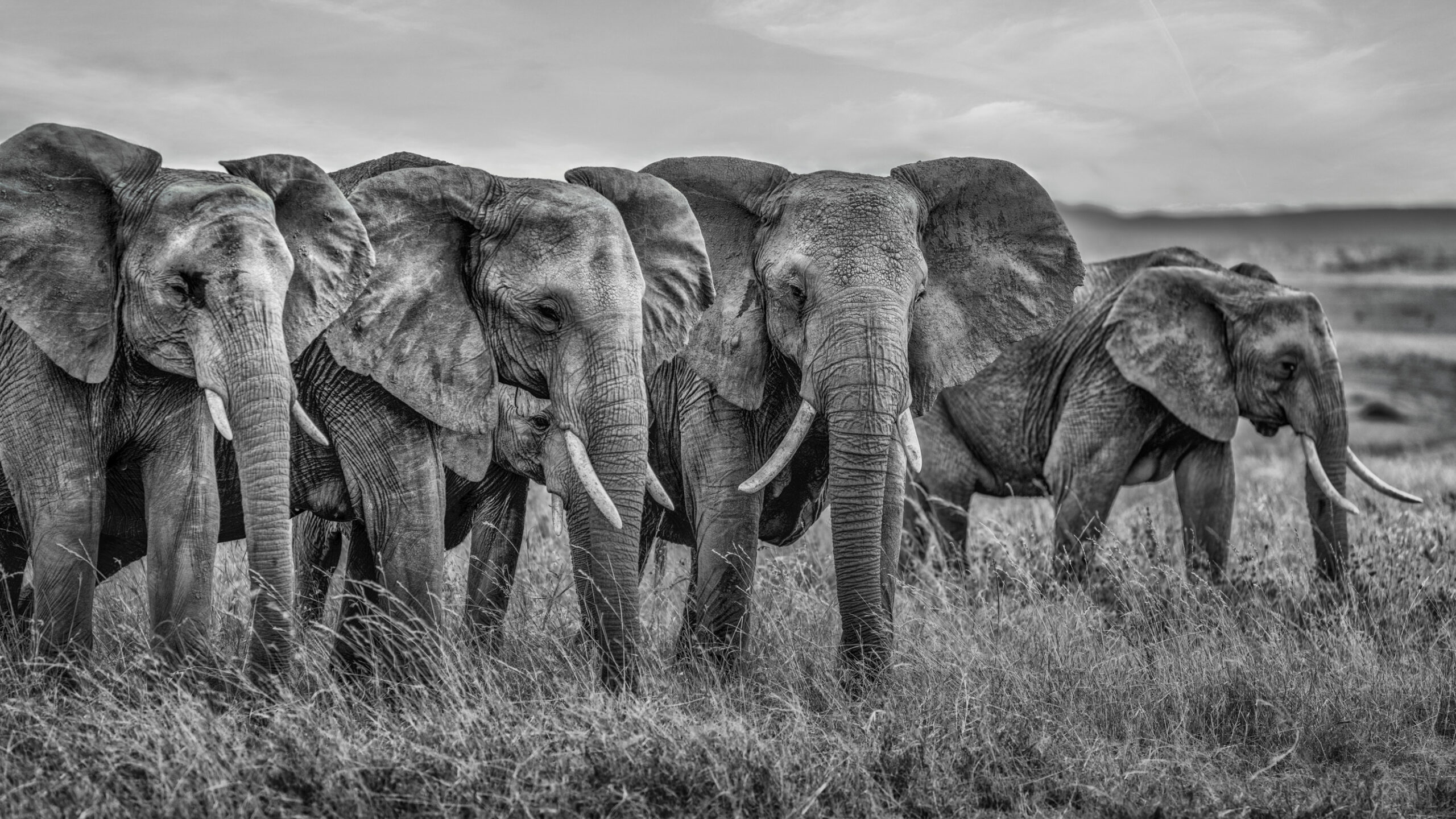 Alumni summit meeting. Elephants. Kenya – Image 2