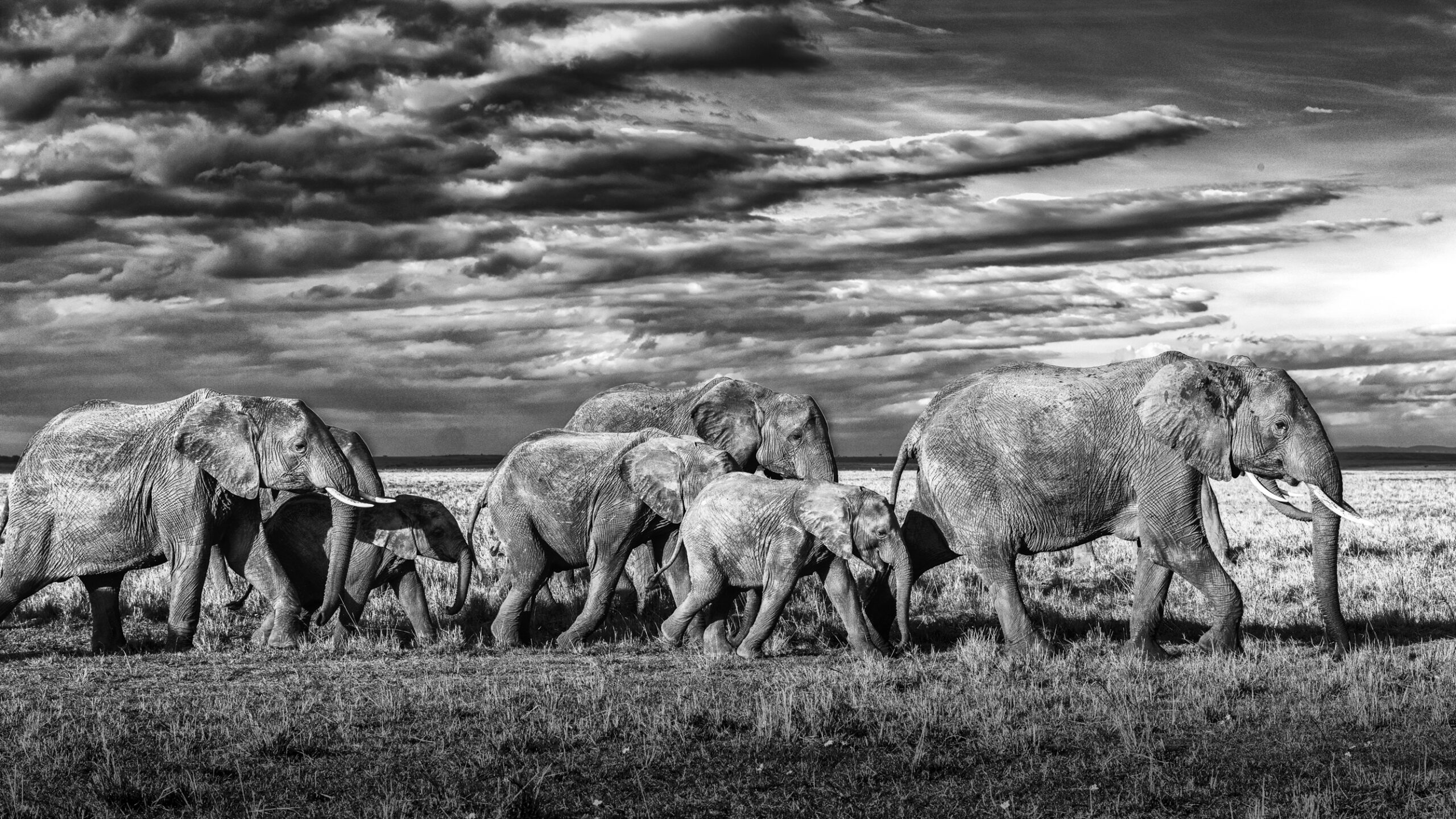 the big family walk – Image 2