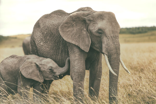 Complicity and love. Masai Mara. Kenya 05 – Image 2