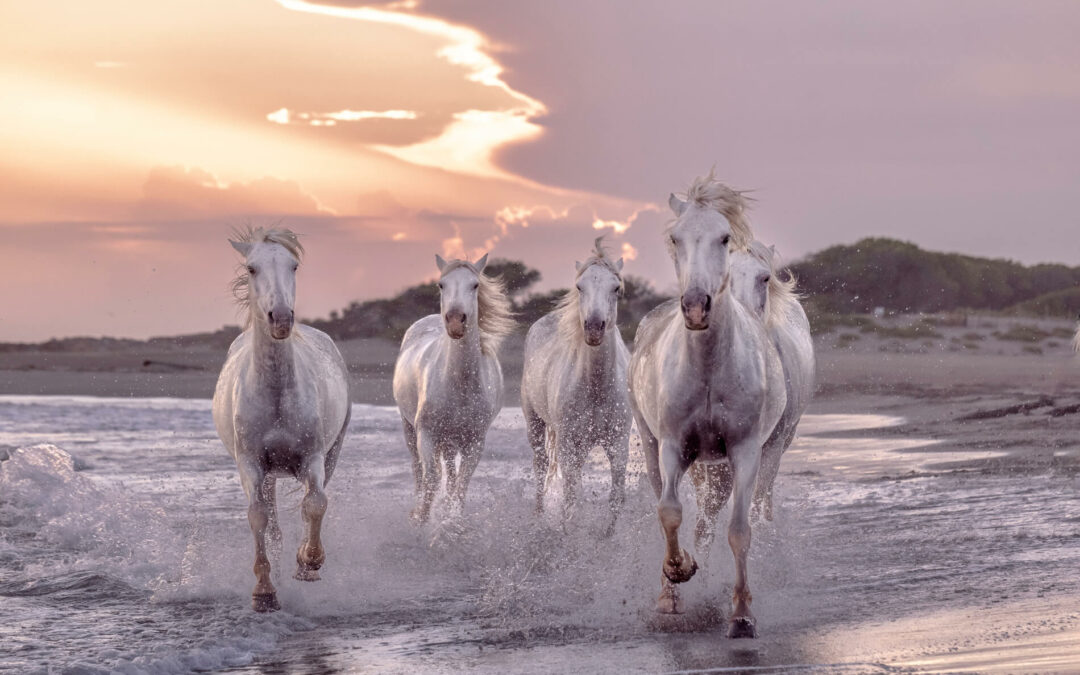 Camargue