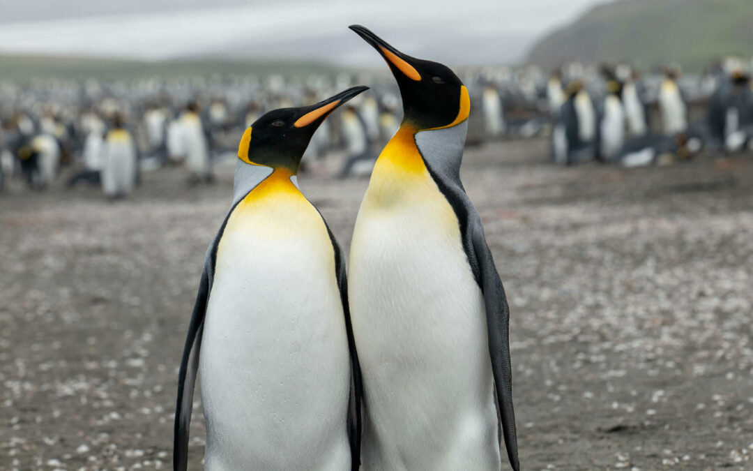 ANTARCTIQUE