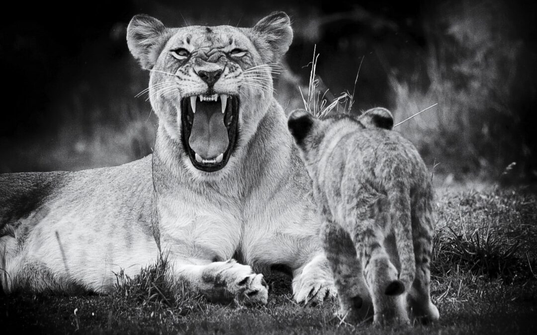 NOIR ET BLANC