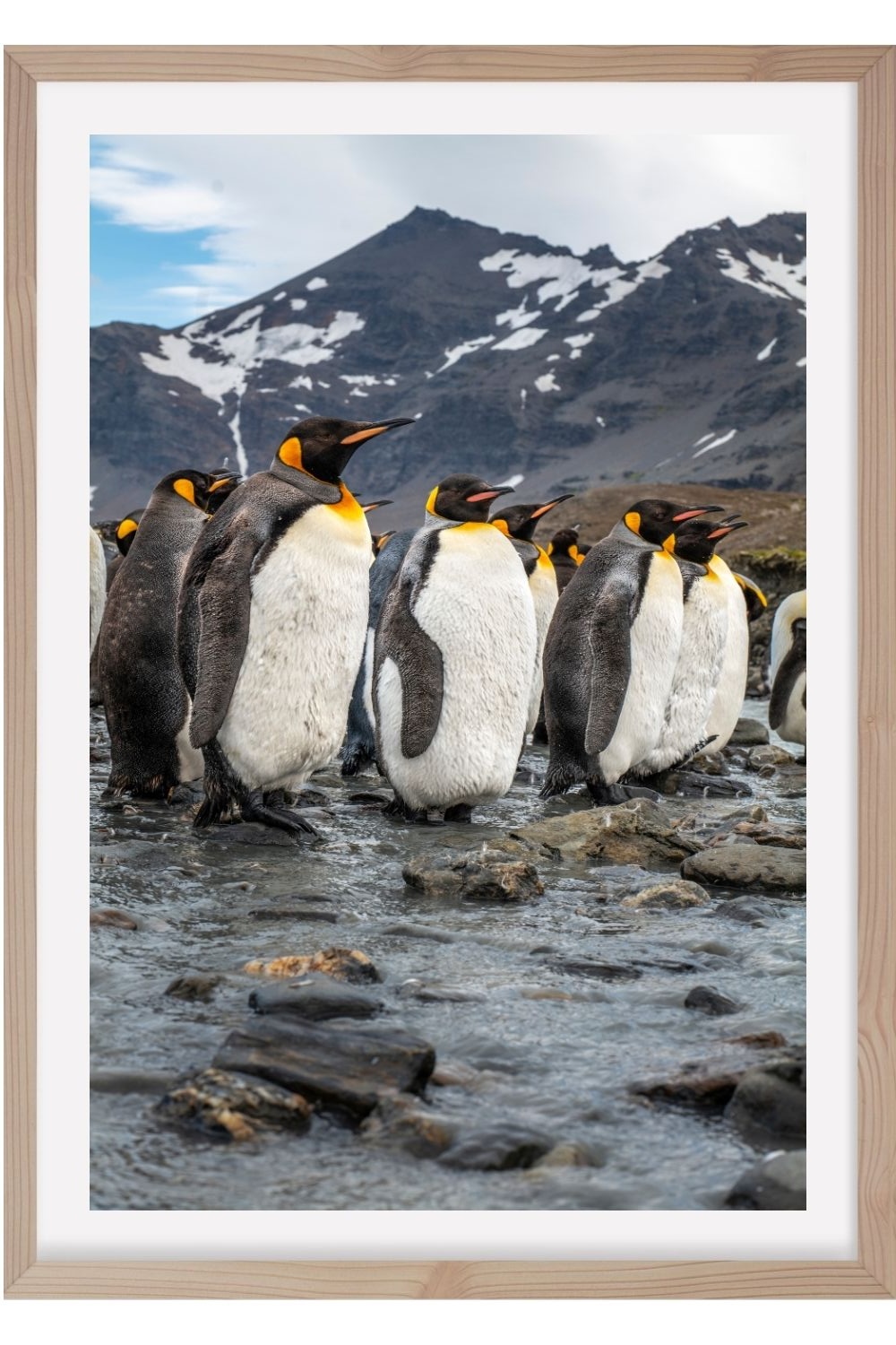 Manchots Royaux. Salisbury. Georgie du Sud. Antarctique 2