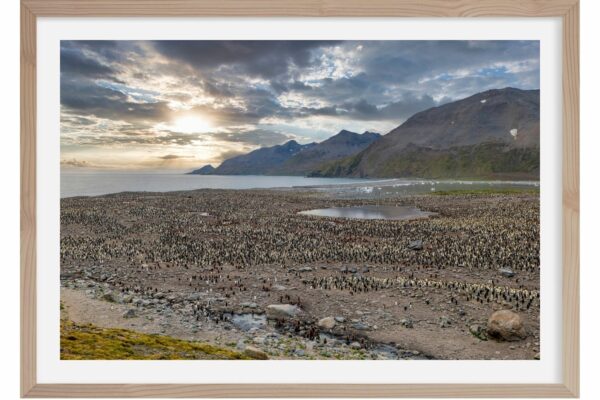Ou est Charlie. Manchots Royaux. Salisbury. Georgie du Sud