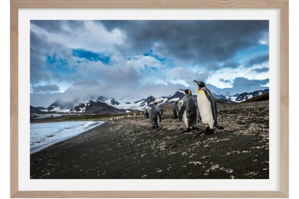 Sur la plage. Manchots Royaux. Salisbury. Georgie du Sud