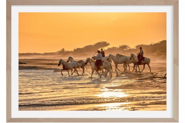 A contre jour. Camargue 2