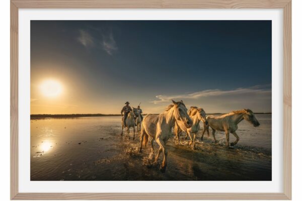 A contre jour. Camargue 3