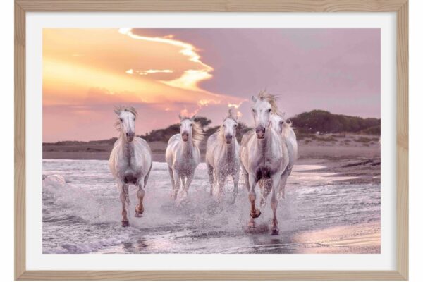 Au galop 2. Camargue. France