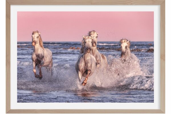 Galop. Camargue 3