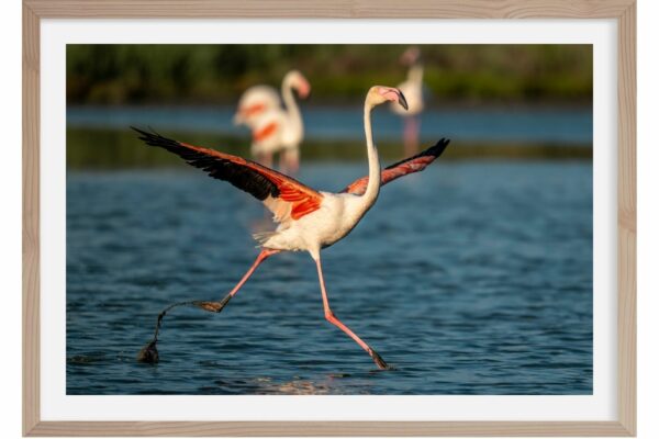 l'Envol. Flamants roses. Camargue. France