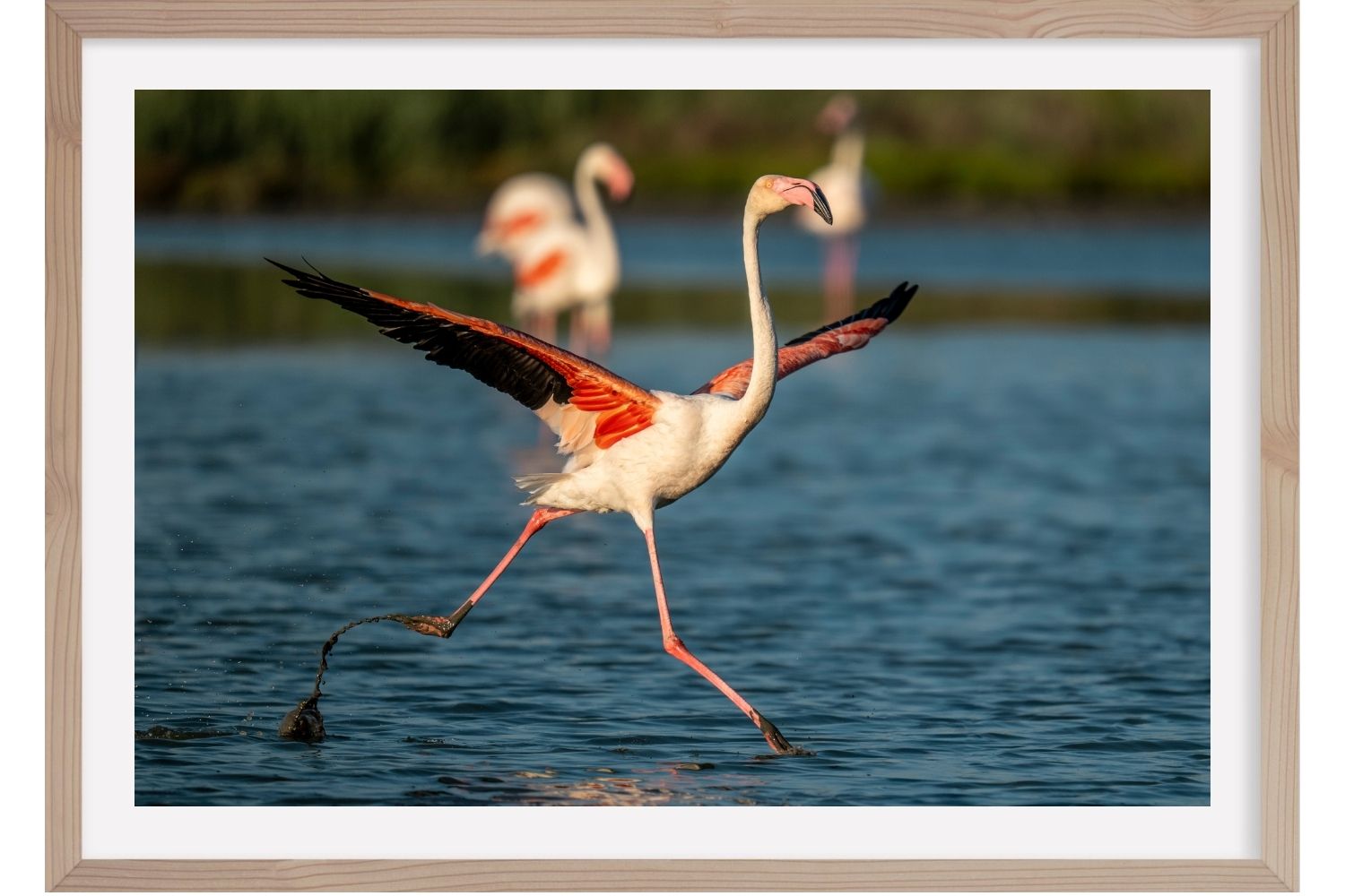 l'Envol. Flamants roses. Camargue. France