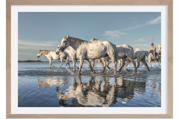 Reflets. Camargue