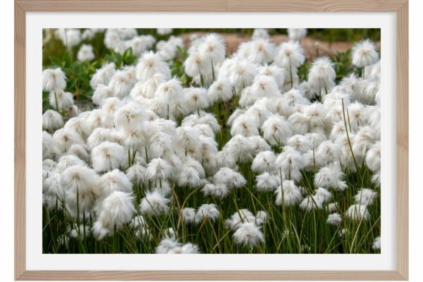 Groenland - Olivier Anrigo- Wildlife Interactions 5