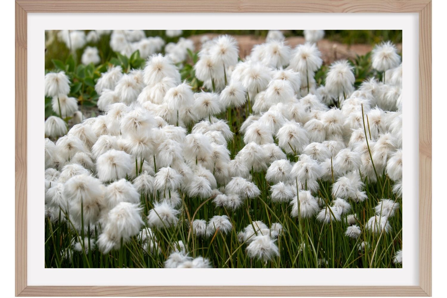 Groenland - Olivier Anrigo- Wildlife Interactions 5