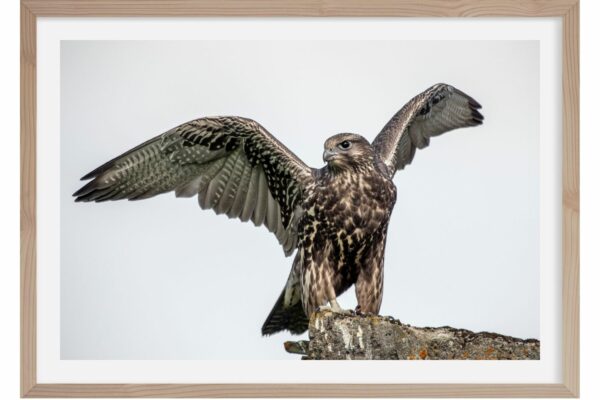 Faucon Gerfaut. Islande