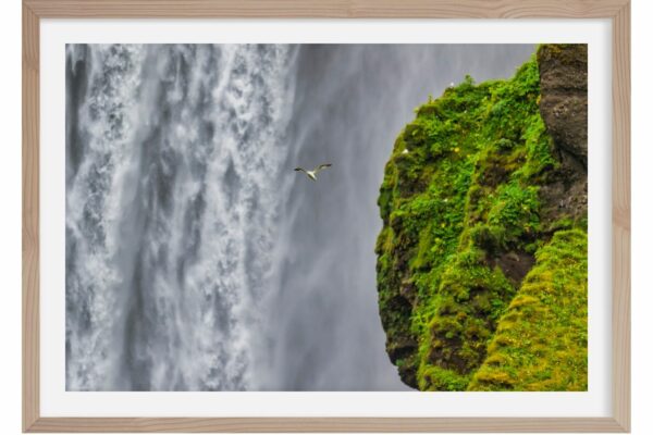 L'envol du Fulmar. Islande