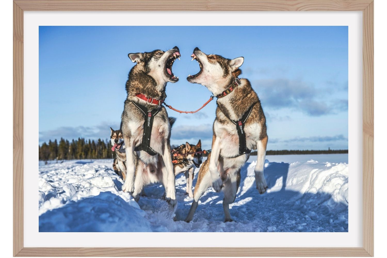 Avant le départ. Laponie