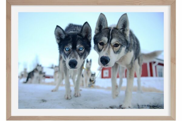 Curiosité. Laponie