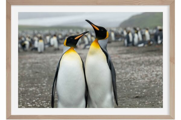 Couple de Manchots Royaux. Salisbury. Georgie du Sud. Antarctique