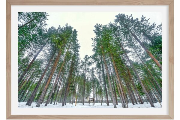 Histoire de renne. Laponie