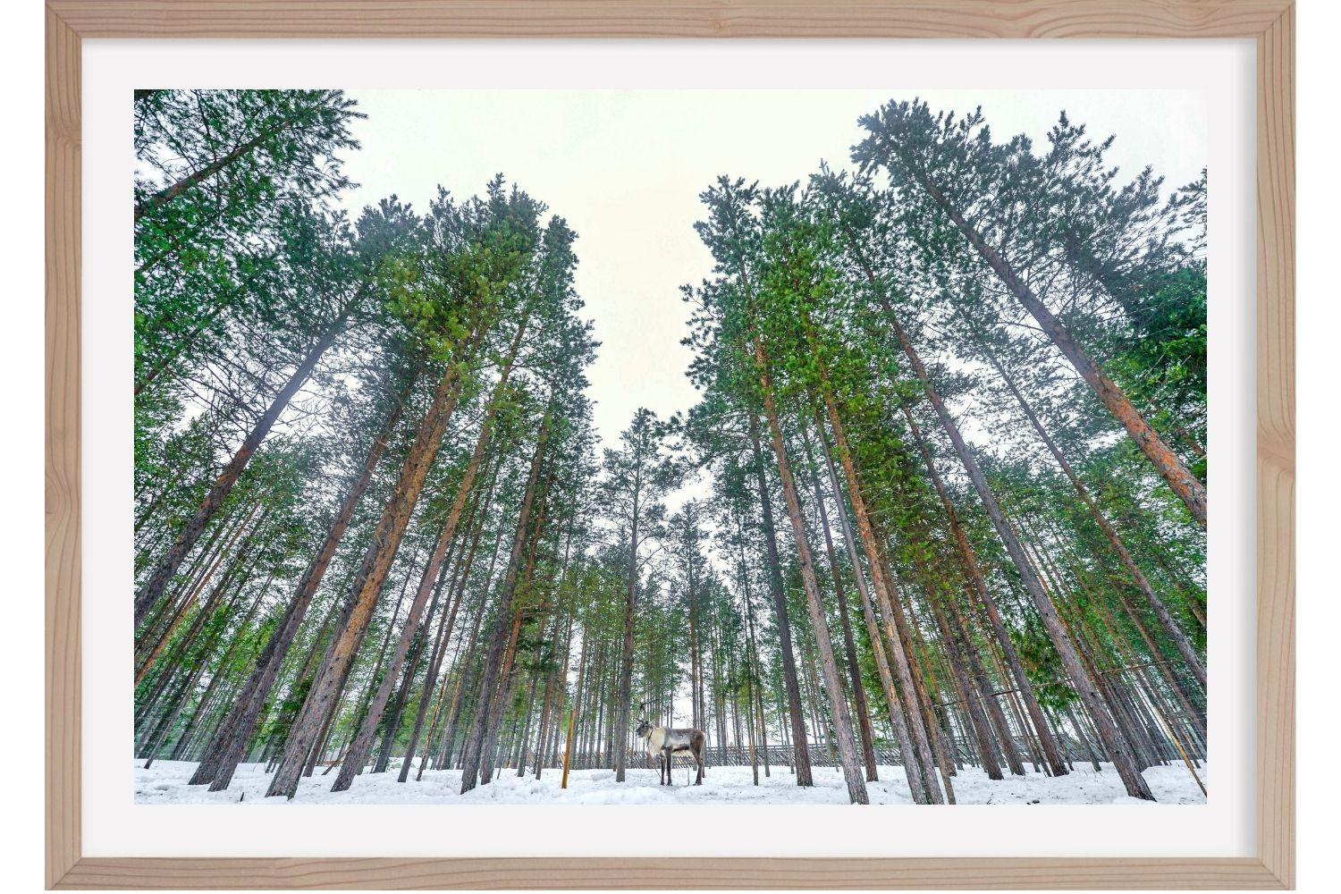 Histoire de renne. Laponie