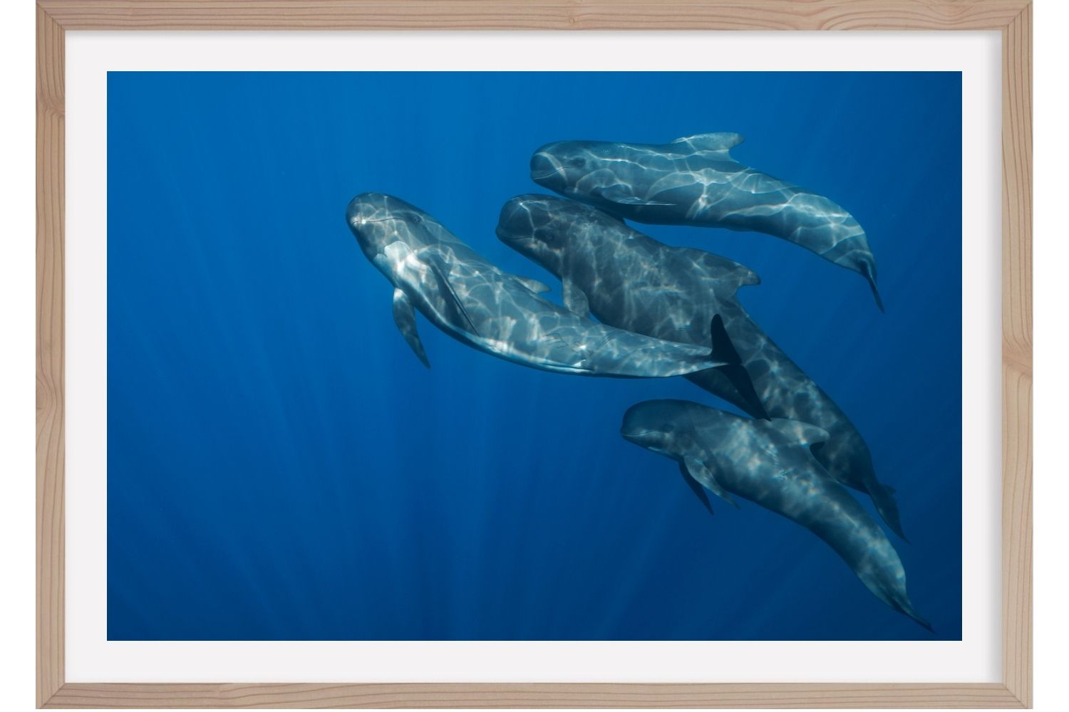 Famille de Globicéphales. Mer Méditerranée. France