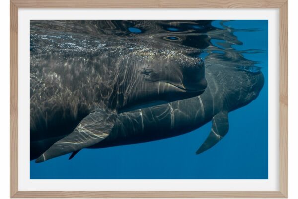 Globicéphale. Mer méditerranée. France