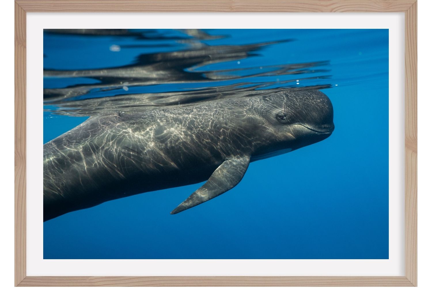 Globicéphale. Sanctuaire Pélagos. Méditerranée. France