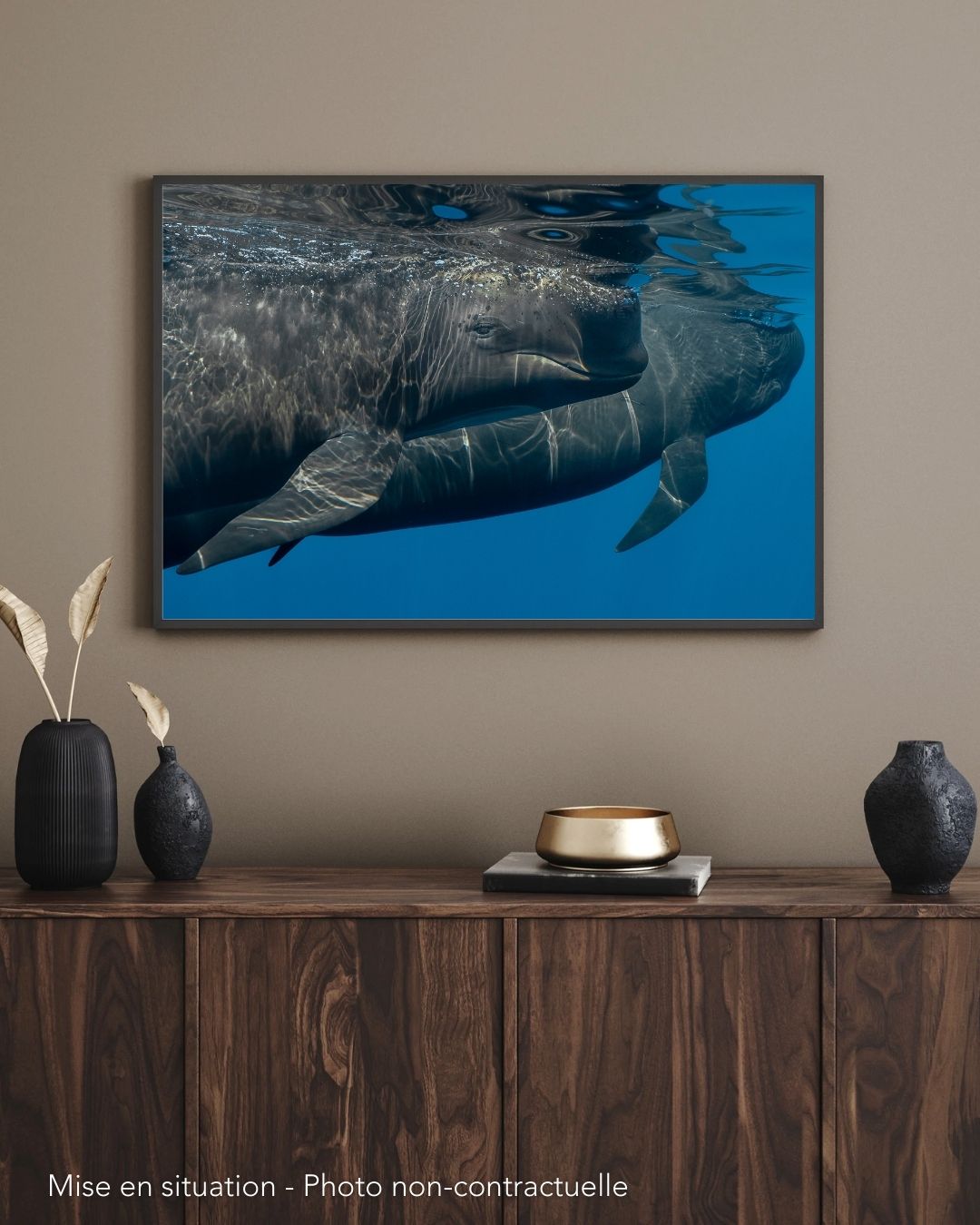 Globicéphale. Mer méditerranée. France – Image 2