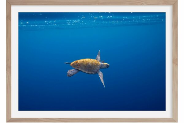 Liberté. Tortue Caouanne. Méditerranée