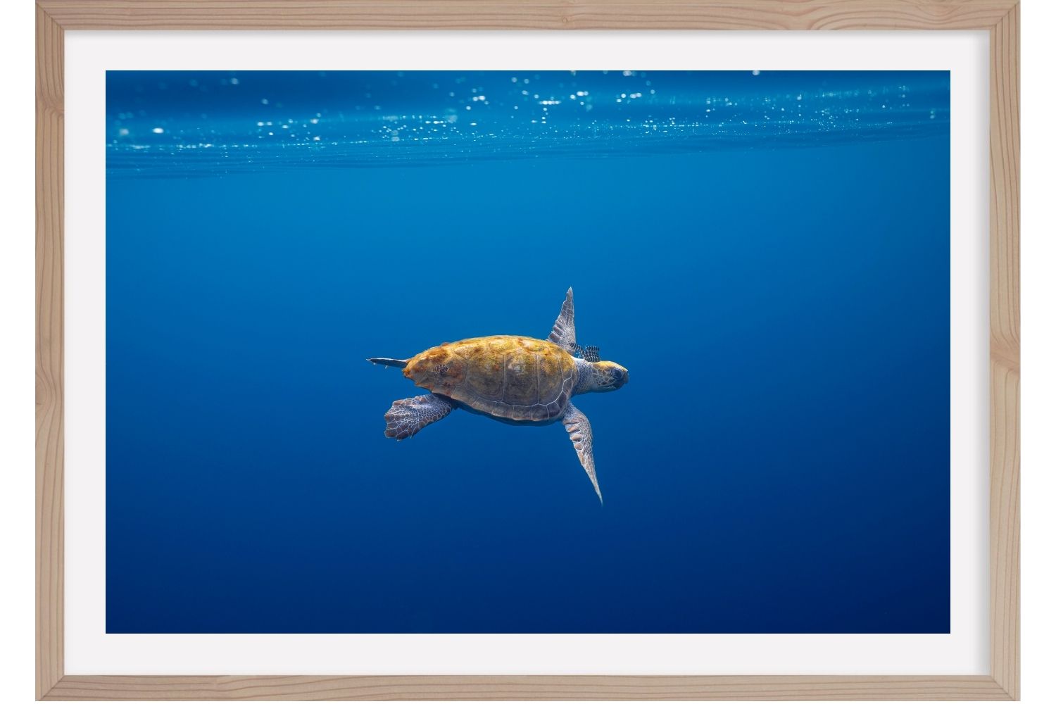 Liberté. Tortue Caouanne. Méditerranée