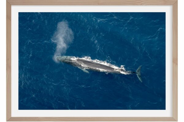 Rorqual commun. Méditerranée