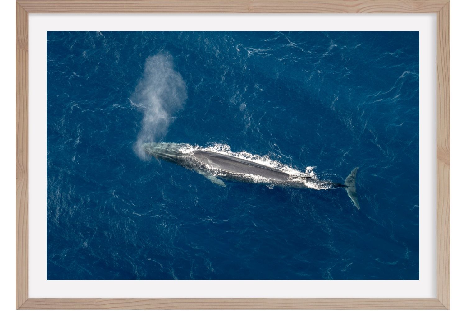 Rorqual commun. Méditerranée