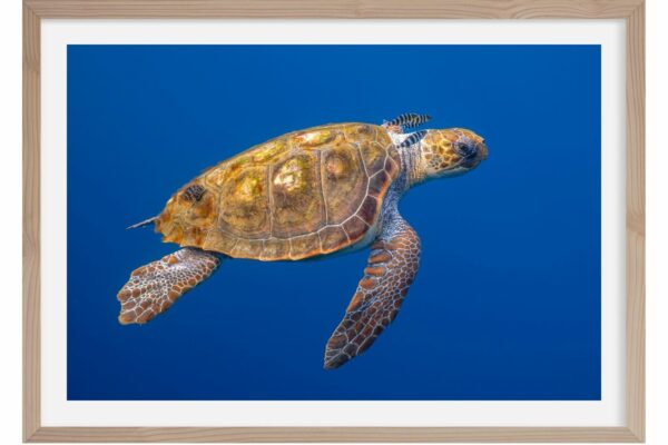 Tortue Caouanne. Méditerranée