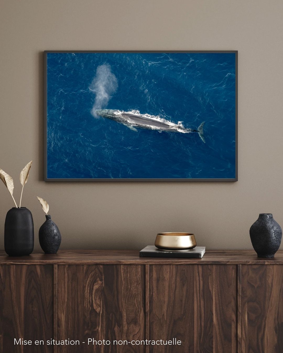 Rorqual commun. Méditerranée – Image 2