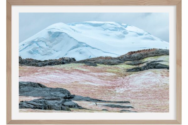 L'algue rose. ile Petermann. Antarctique