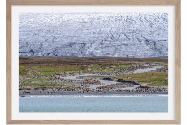 Les derniers glaciers. Antarctique