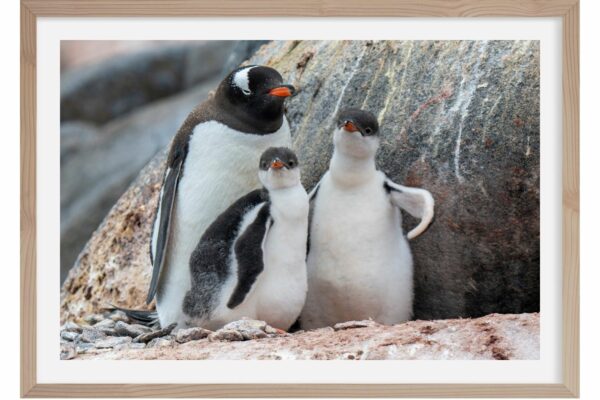 Manchot Adélie. Antarctique