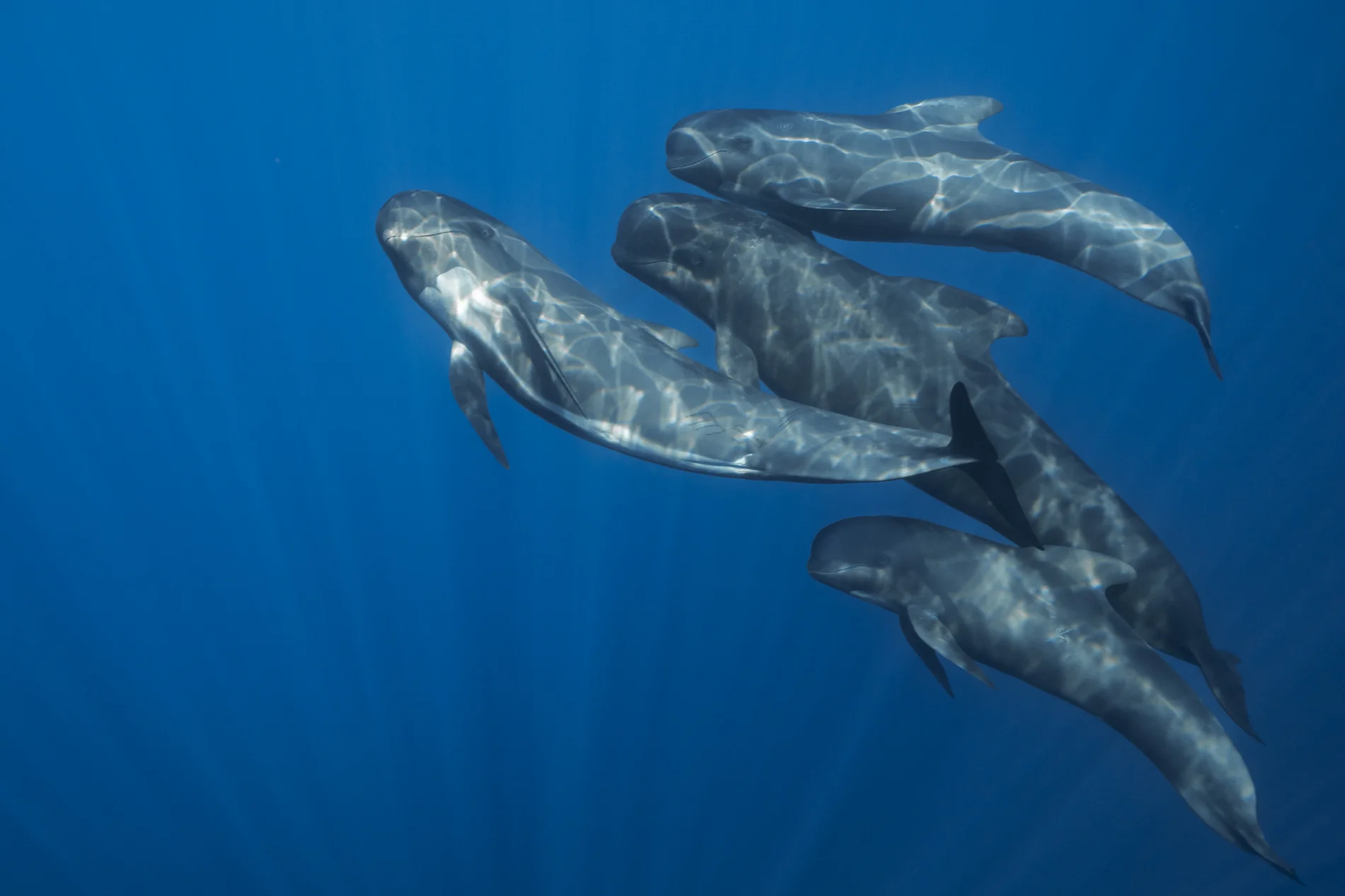 Globicéphale. Mer méditerranée. France – Image 3