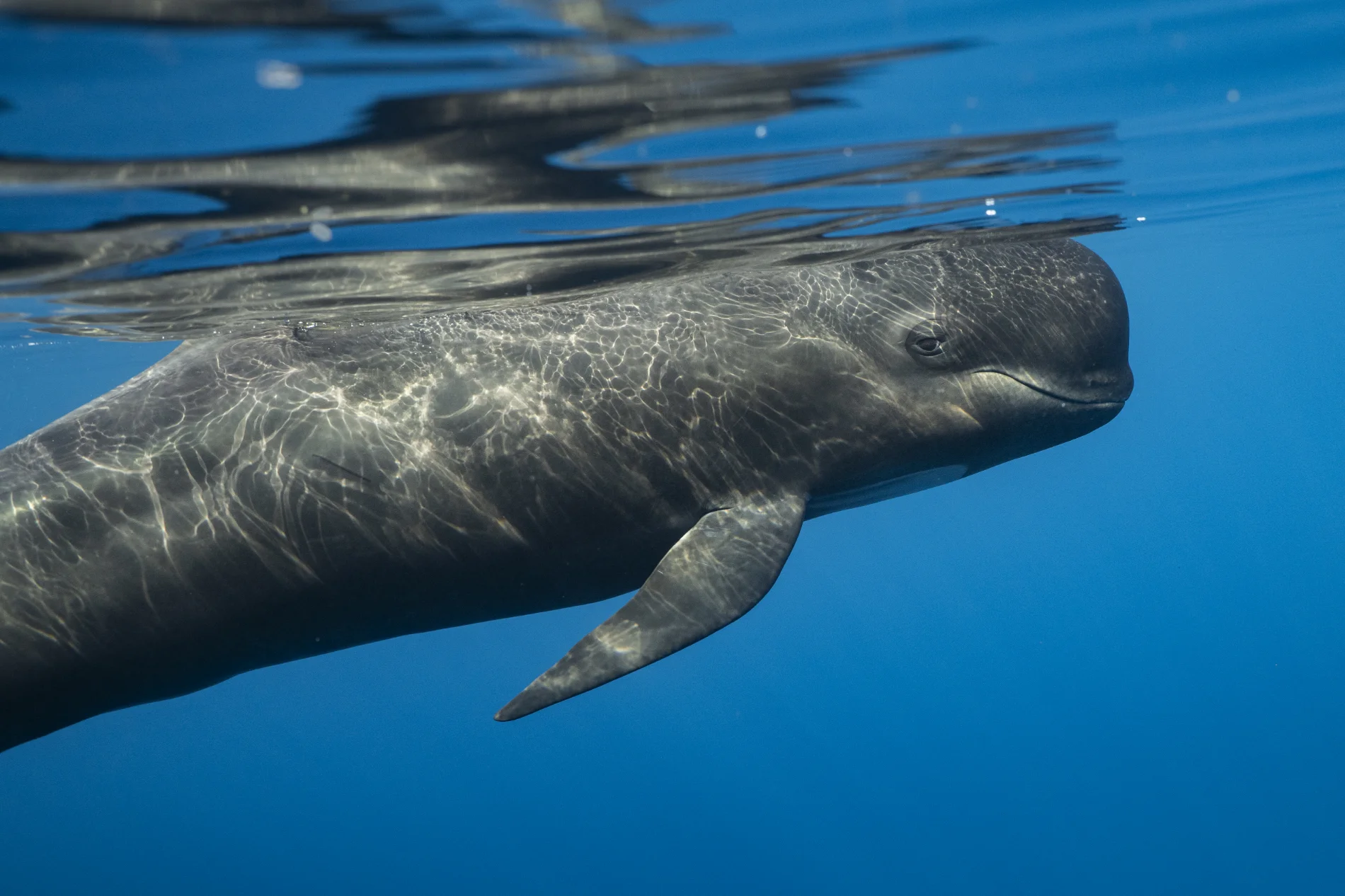 Globicéphale. Sanctuaire Pélagos. Méditerranée. France – Image 3