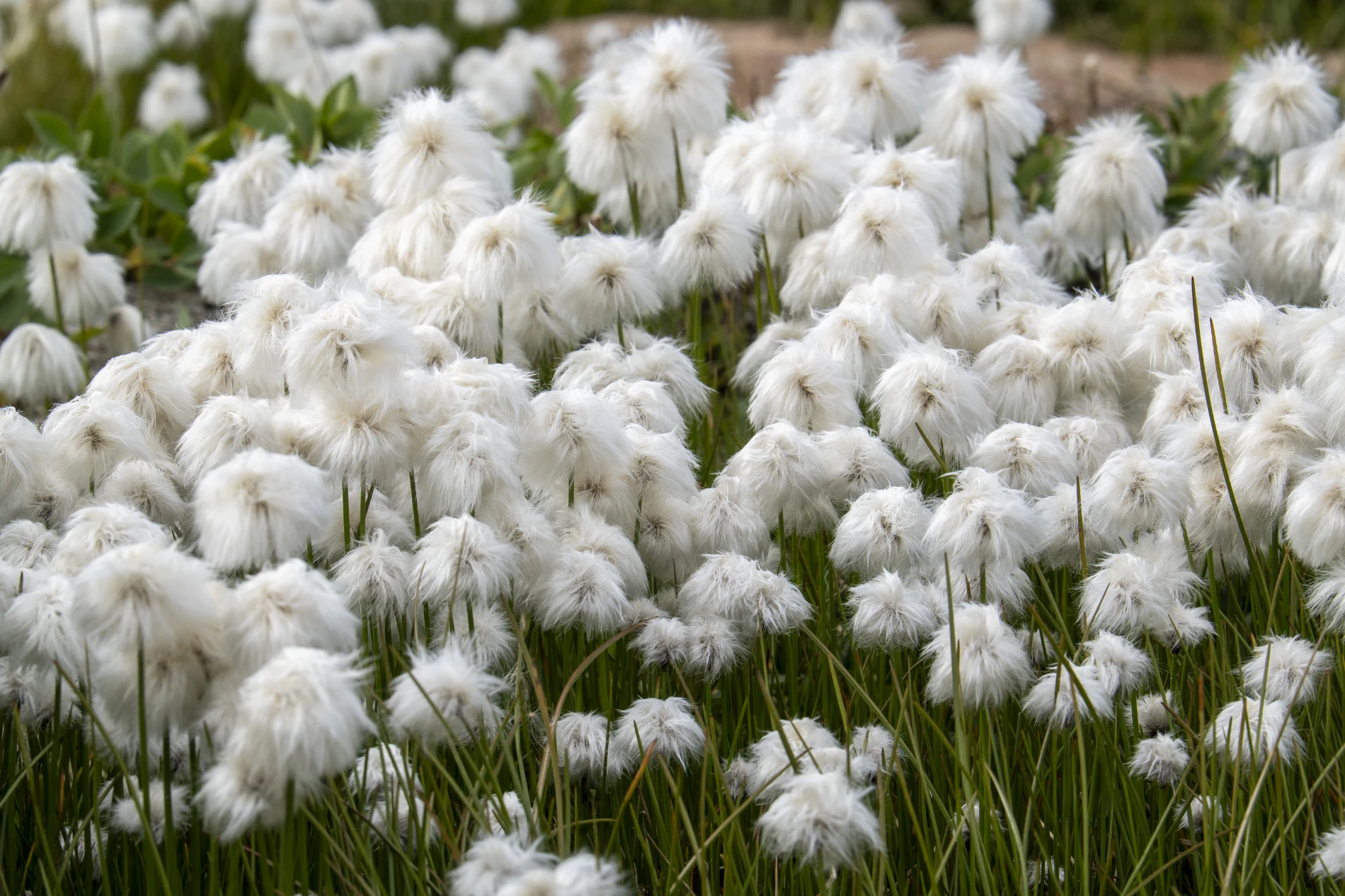 Groenland - Olivier Anrigo- Wildlife Interactions 5 – Image 3