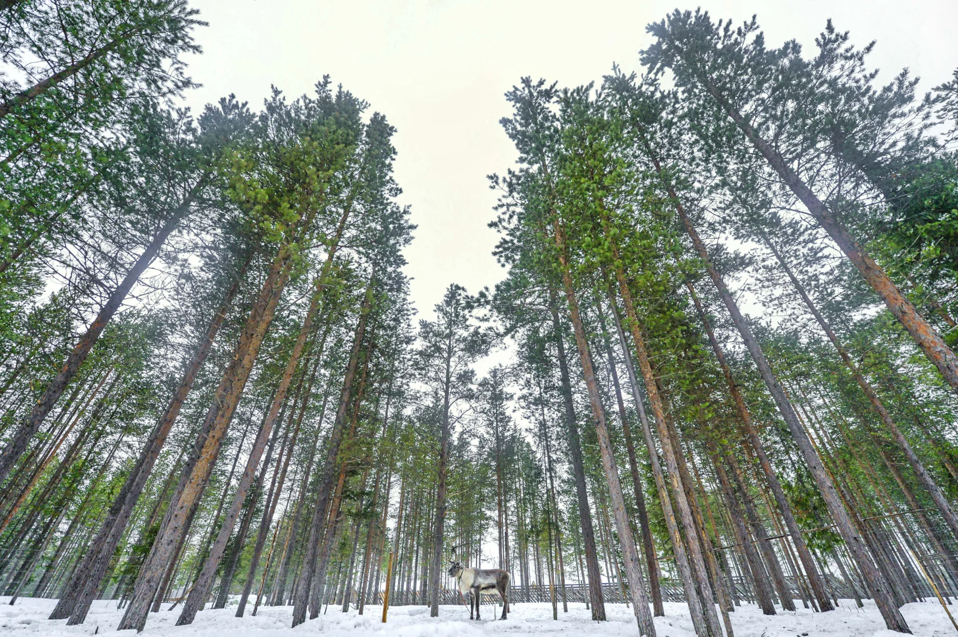 Histoire de renne. Laponie – Image 3