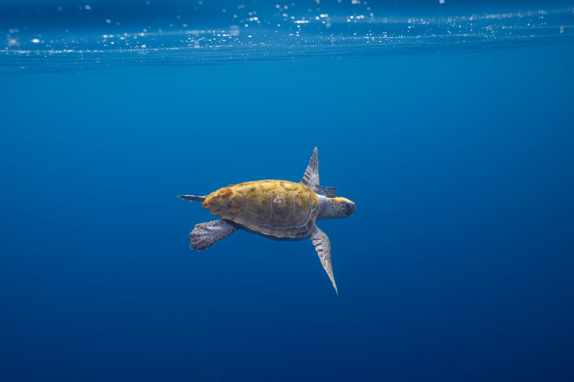 Liberté. Tortue Caouanne. Méditerranée – Image 3