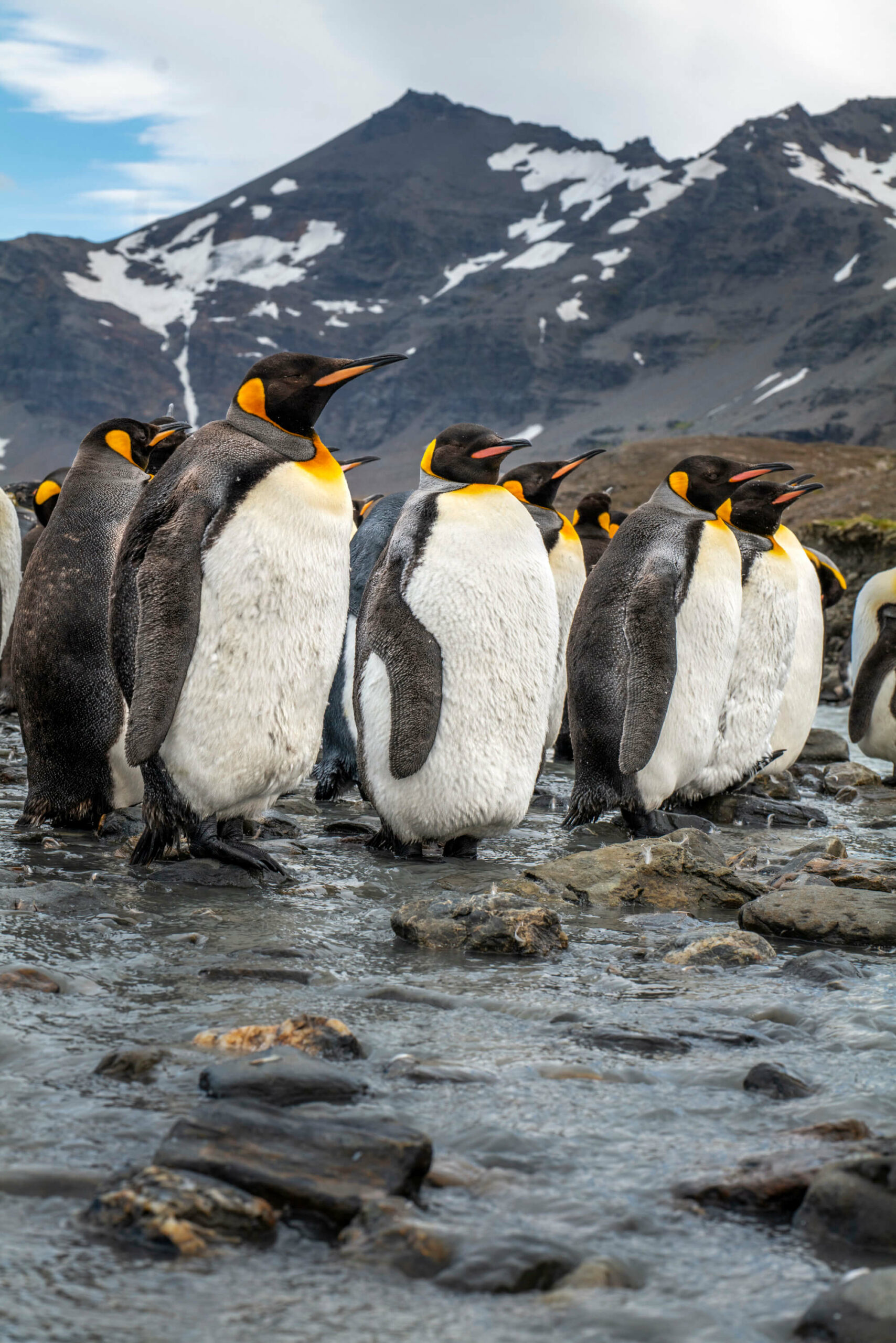Manchots Royaux. Salisbury. Georgie du Sud. Antarctique 2 – Image 2